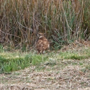 Falco berigora at Molonglo Valley, ACT - 29 Oct 2018 09:34 AM