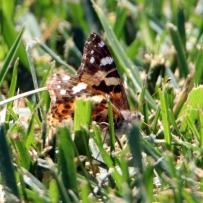 Vanessa kershawi (Australian Painted Lady) at Molonglo Valley, ACT - 29 Oct 2018 by RodDeb