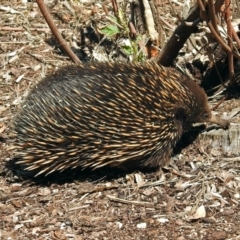 Tachyglossus aculeatus (Short-beaked Echidna) at Acton, ACT - 29 Oct 2018 by RodDeb