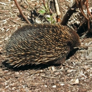 Tachyglossus aculeatus at Acton, ACT - 29 Oct 2018