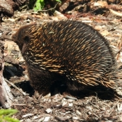 Tachyglossus aculeatus at Acton, ACT - 29 Oct 2018