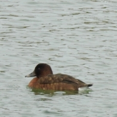 Aythya australis (Hardhead) at Molonglo Valley, ACT - 28 Oct 2018 by RodDeb