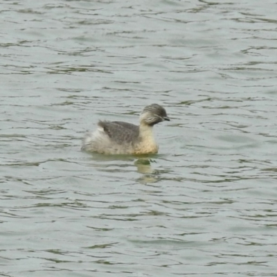 Poliocephalus poliocephalus (Hoary-headed Grebe) at Molonglo Valley, ACT - 29 Oct 2018 by RodDeb