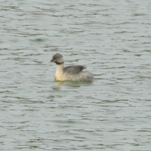 Poliocephalus poliocephalus at Molonglo Valley, ACT - 29 Oct 2018