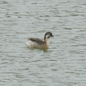 Poliocephalus poliocephalus at Molonglo Valley, ACT - 29 Oct 2018