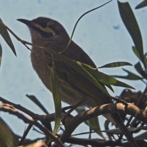 Caligavis chrysops at Molonglo Valley, ACT - 29 Oct 2018