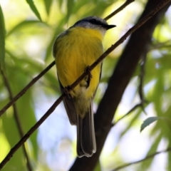 Eopsaltria australis (Eastern Yellow Robin) at Acton, ACT - 29 Oct 2018 by RodDeb