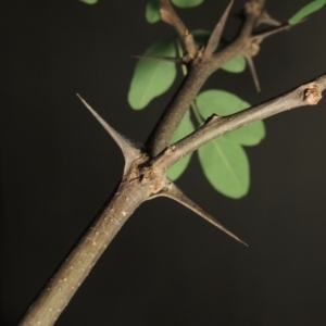 Robinia pseudoacacia at Gordon, ACT - 29 Oct 2018 09:42 PM