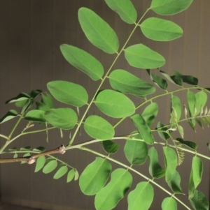 Robinia pseudoacacia at Gordon, ACT - 29 Oct 2018