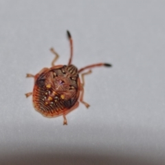 Pentatomidae (family) (Shield or Stink bug) at Wamboin, NSW - 4 Oct 2018 by natureguy