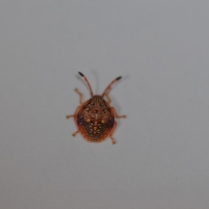 Pentatomidae (family) at Wamboin, NSW - 4 Oct 2018