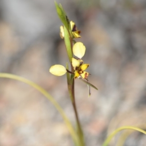 Diuris pardina at Wamboin, NSW - suppressed