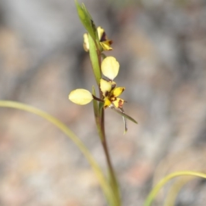 Diuris pardina at Wamboin, NSW - suppressed