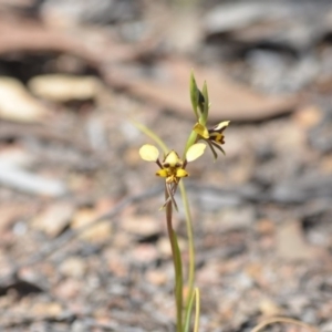 Diuris pardina at Wamboin, NSW - suppressed