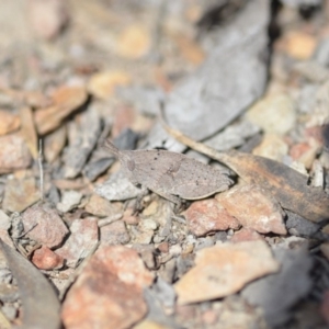 Goniaea sp. (genus) at Wamboin, NSW - 8 Oct 2018