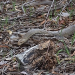 Pseudonaja textilis (Eastern Brown Snake) at Jerrabomberra Wetlands - 8 Oct 2018 by natureguy
