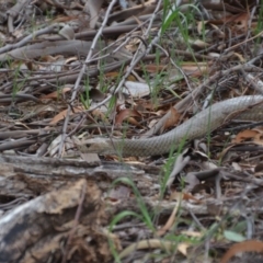 Pseudonaja textilis at Fyshwick, ACT - 8 Oct 2018 07:15 PM