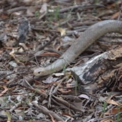 Pseudonaja textilis at Fyshwick, ACT - 8 Oct 2018