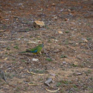 Neophema pulchella at Fyshwick, ACT - 8 Oct 2018