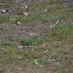 Neophema pulchella at Fyshwick, ACT - 8 Oct 2018