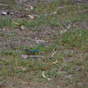 Neophema pulchella at Fyshwick, ACT - 8 Oct 2018