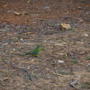 Neophema pulchella at Fyshwick, ACT - 8 Oct 2018