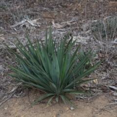 Yucca aloifolia (Spanish Bayonet) at Jerrabomberra Wetlands - 8 Oct 2018 by natureguy