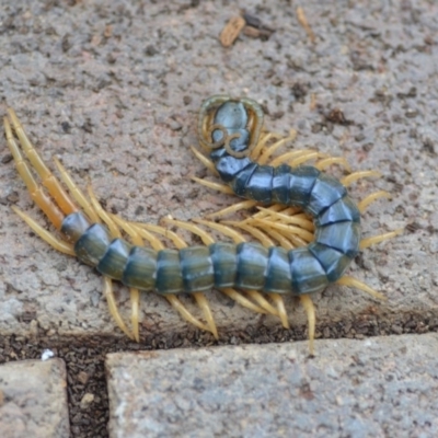 Ethmostigmus rubripes (Giant centipede) at Wamboin, NSW - 9 Oct 2018 by natureguy