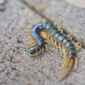 Ethmostigmus rubripes at Wamboin, NSW - 9 Oct 2018