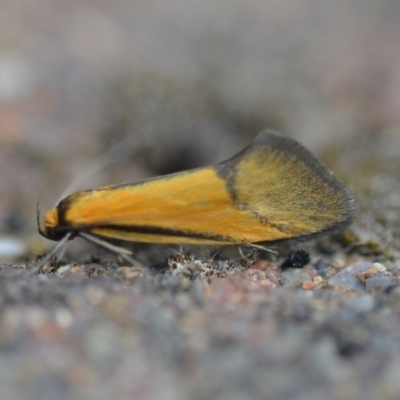 Philobota undescribed species near arabella (A concealer moth) at Wamboin, NSW - 15 Oct 2018 by natureguy