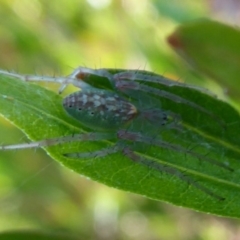 Araneus talipedatus (Slender green orb-weaver) at Dunlop, ACT - 28 Oct 2018 by Christine