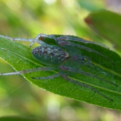 Araneus talipedatus (Slender green orb-weaver) at Dunlop, ACT - 27 Oct 2018 by Christine