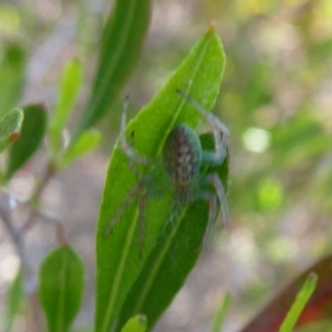 Araneus talipedatus at Dunlop, ACT - 28 Oct 2018 09:03 AM