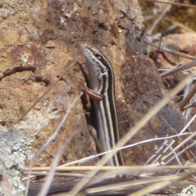 Ctenotus taeniolatus (Copper-tailed Skink) at Dunlop, ACT - 27 Oct 2018 by Christine