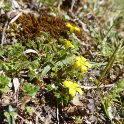 Oxalis (genus) (Wood Sorrel) at Coree, ACT - 29 Oct 2018 by Christine
