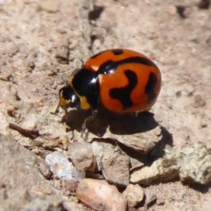 Coccinella transversalis at Coree, ACT - 29 Oct 2018 11:34 AM