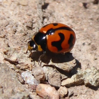 Coccinella transversalis (Transverse Ladybird) at Coree, ACT - 29 Oct 2018 by Christine