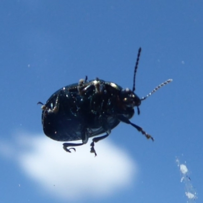 Chrysolina quadrigemina (Greater St Johns Wort beetle) at Denman Prospect, ACT - 29 Oct 2018 by Christine