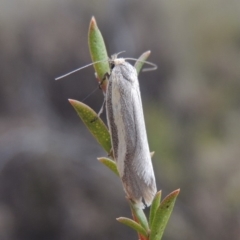 Philobota ellenella (a Concealer Moth) at Tennent, ACT - 16 Oct 2018 by MichaelBedingfield