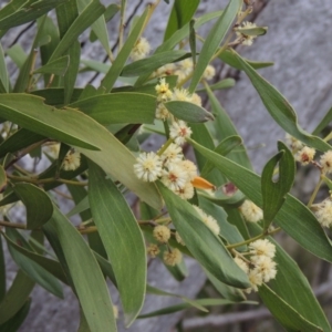 Acacia melanoxylon at Tennent, ACT - 16 Oct 2018 06:57 PM