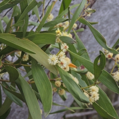 Acacia melanoxylon (Blackwood) at Tennent, ACT - 16 Oct 2018 by michaelb