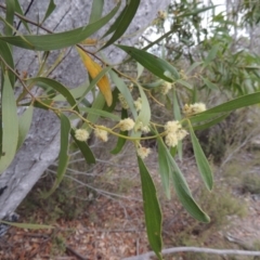 Acacia melanoxylon at Tennent, ACT - 16 Oct 2018 06:57 PM