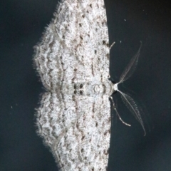 Phelotis cognata (Long-fringed Bark Moth) at Undefined - 25 Oct 2018 by jbromilow50