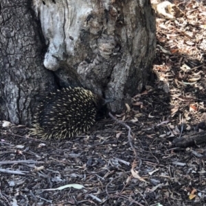 Tachyglossus aculeatus at Acton, ACT - 30 Oct 2018 01:10 PM