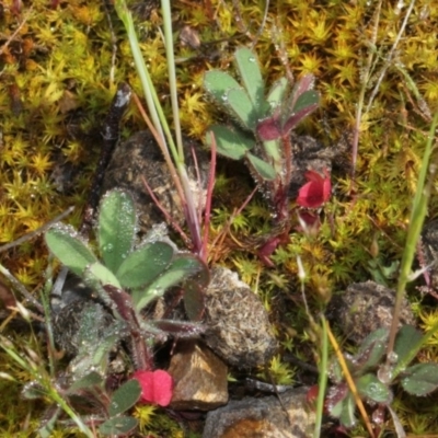 Trifolium sp. (Clover) at O'Connor, ACT - 9 Oct 2015 by PeteWoodall