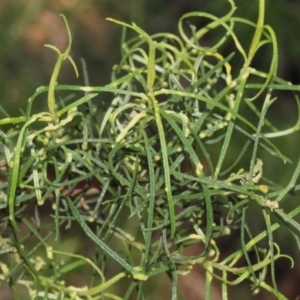 Cassinia quinquefaria at O'Connor, ACT - 10 Oct 2015