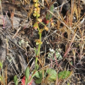 Rumex acetosella at O'Connor, ACT - 10 Oct 2015