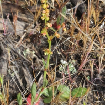 Rumex acetosella (Sheep Sorrel) at O'Connor, ACT - 9 Oct 2015 by PeteWoodall