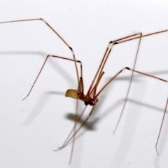 Pholcus phalangioides (Daddy-long-legs spider) at Ainslie, ACT - 29 Oct 2018 by jb2602