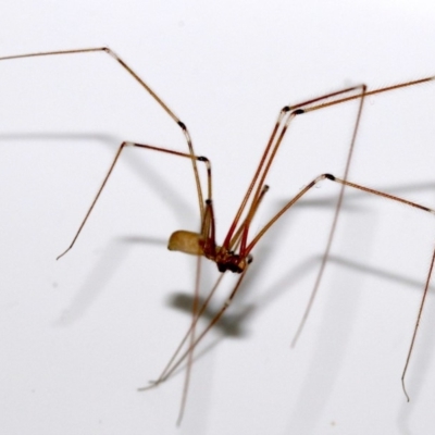 Pholcus phalangioides (Daddy-long-legs spider) at Ainslie, ACT - 29 Oct 2018 by jb2602